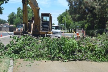 Massive project begins on Fox Street as crews begin removing about 70 trees Works began cutting down trees on Fox Street.